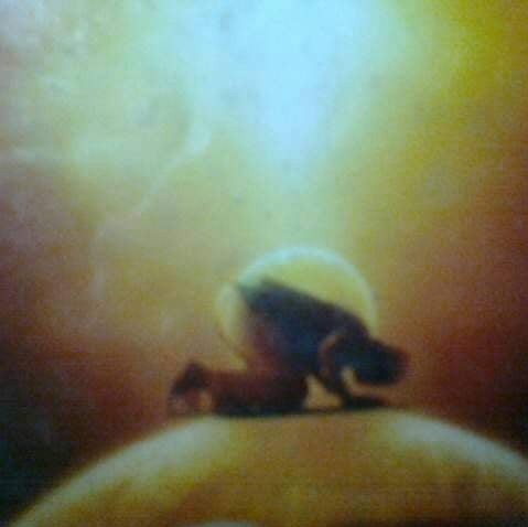 আরিফ আজাদ